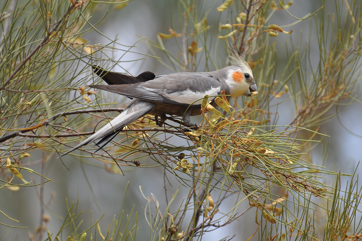 cockatiel bird in wild