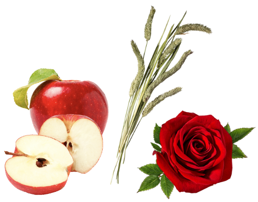 Apples & Roses