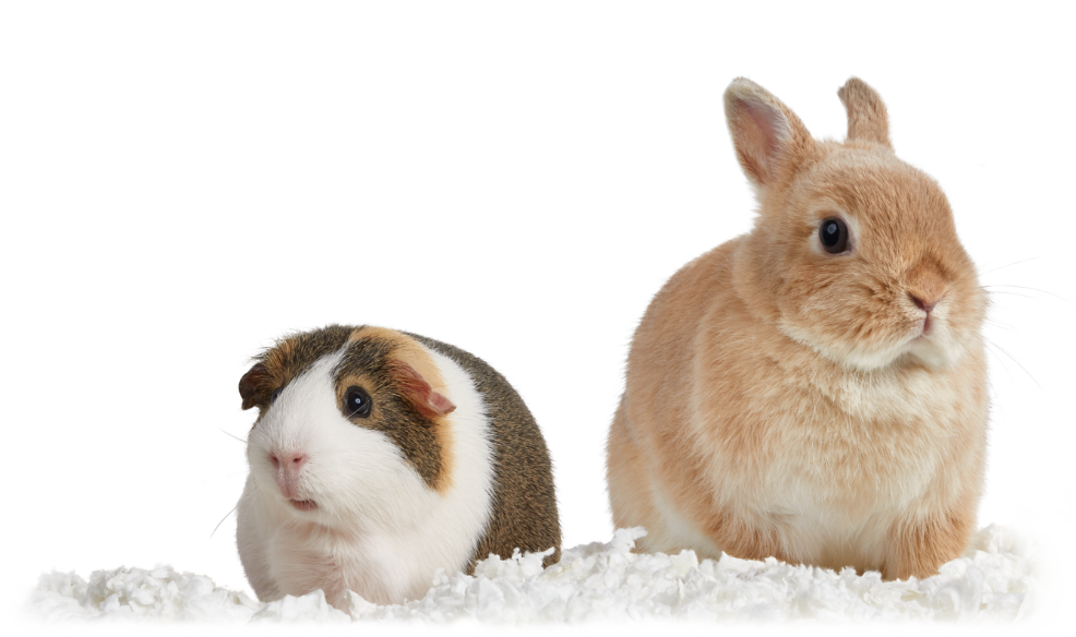 KT_Bedding_Live_24_Rabbit_White_A_mobile