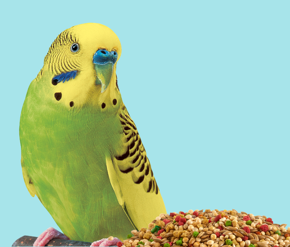 yellowgreenparakeet