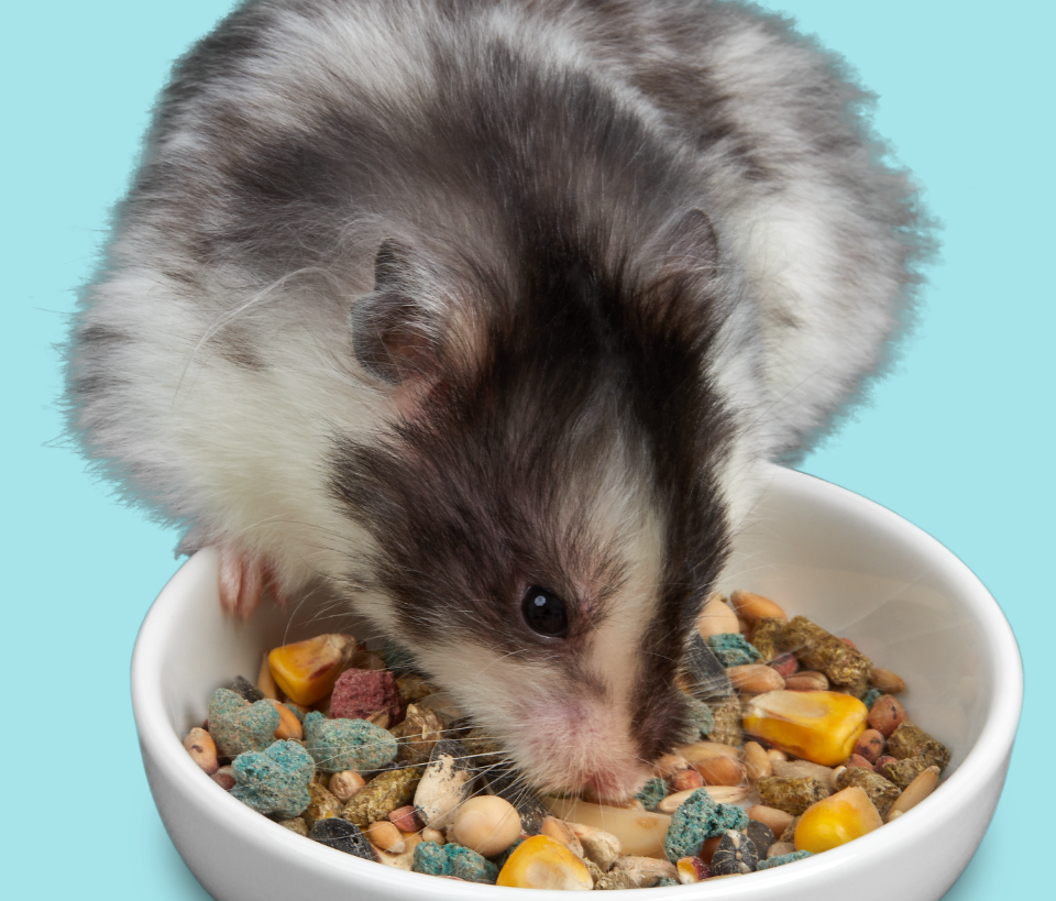 hamstereatbowl