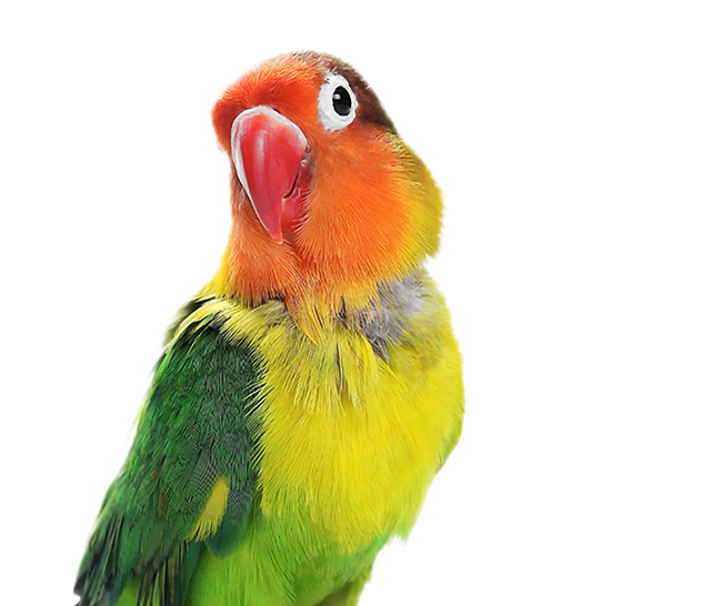 FNutridelight Bird 2