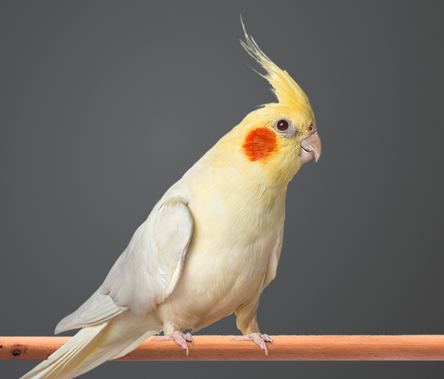 Nutridelight Bird 1