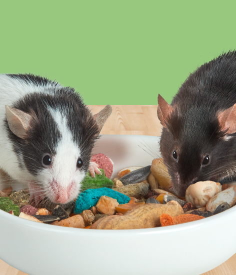 twohamsterbowl
