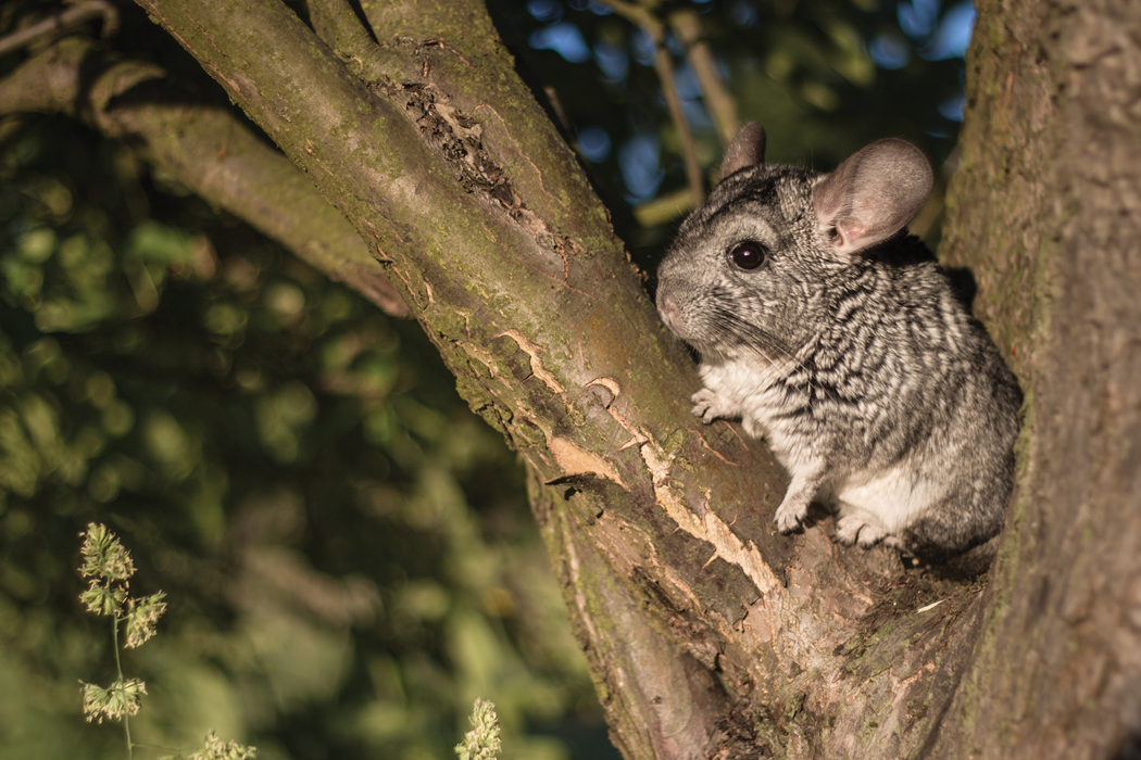 chinchilla food in the wild