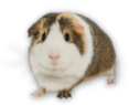 guineapig-icon