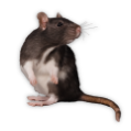 rat-icon