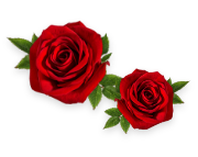 rose-icon