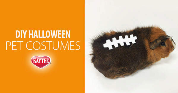 Dog Tags Halloween Costume Accessory 