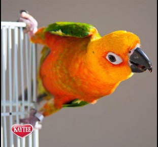 Pet Bird Supplies and Cage Accessories