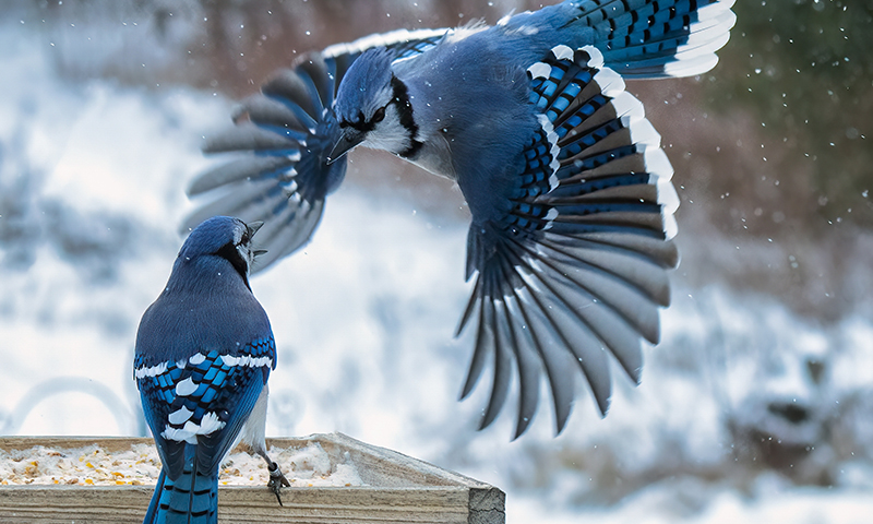 how-to-identify-a-blue-jay