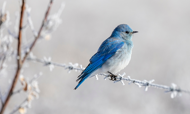 mountain-bluebird