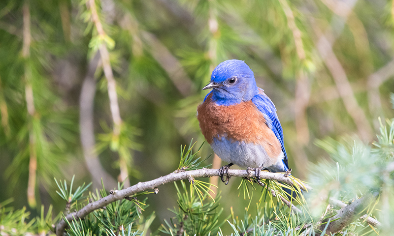 western-bluebird
