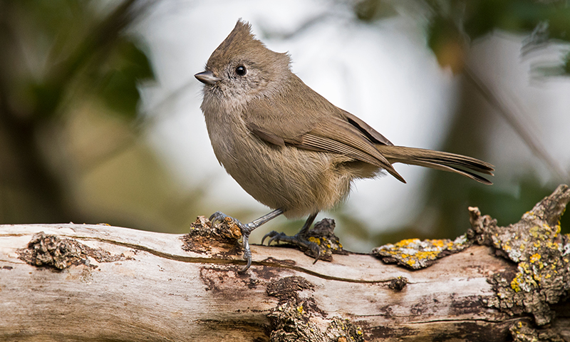 oak-titmouse