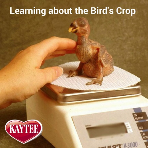 https://www.kaytee.com/-/media/Project/OneWeb/Kaytee/US/learn-care/ask-the-pet-bird-experts/bird-crop-anatomy/What-is-the-Crop-of-a-Bird--(1).jpg?h=500&iar=0&w=500&hash=F641C52FFCC45FA8B56155F2659ED43D