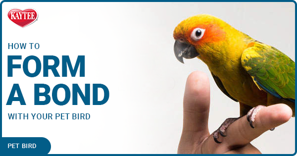 Chat and Play with Little Live Pet Birds - The Toy Insider