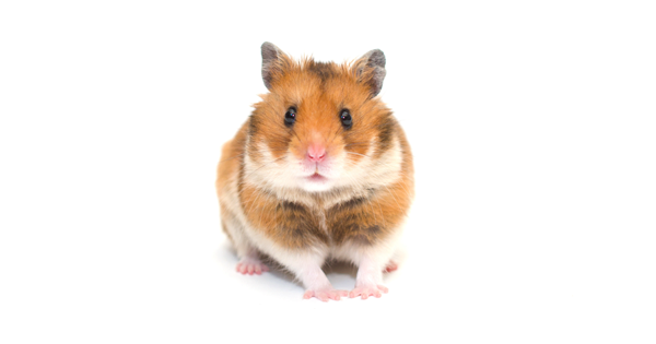 Popular Hamster Species - All Things Hamster