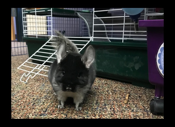 Chinchilla Dust Baths