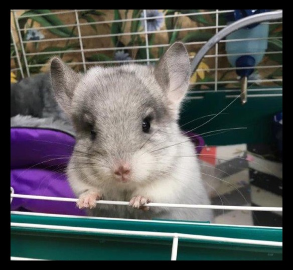 Chinchilla Dust Bath Facts