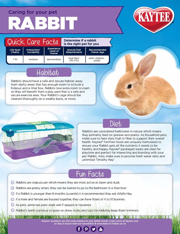 Rabbit Care Sheet