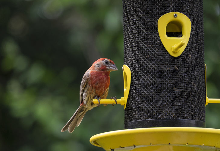 Benefits of Backyard Birding by Kaytee