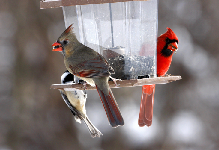 best red cardinal bird feeder