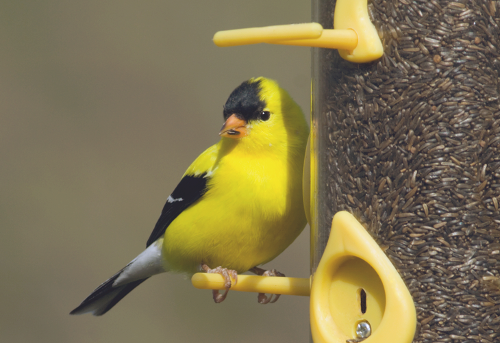 gold finch feeders