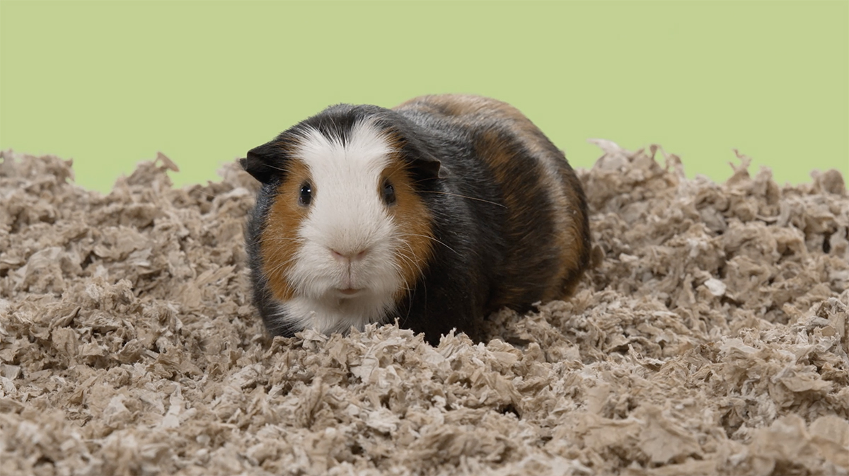 Where your small pet's paper bedding comes from matters for the health and wellness of your small pet.