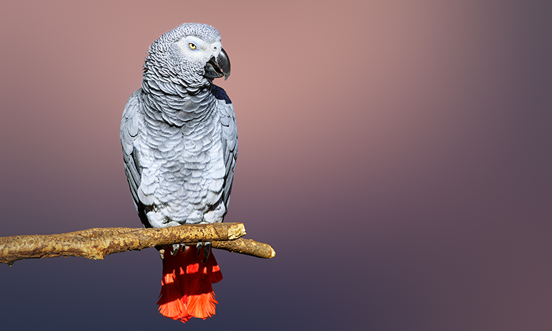 congo-african-grey-parrot