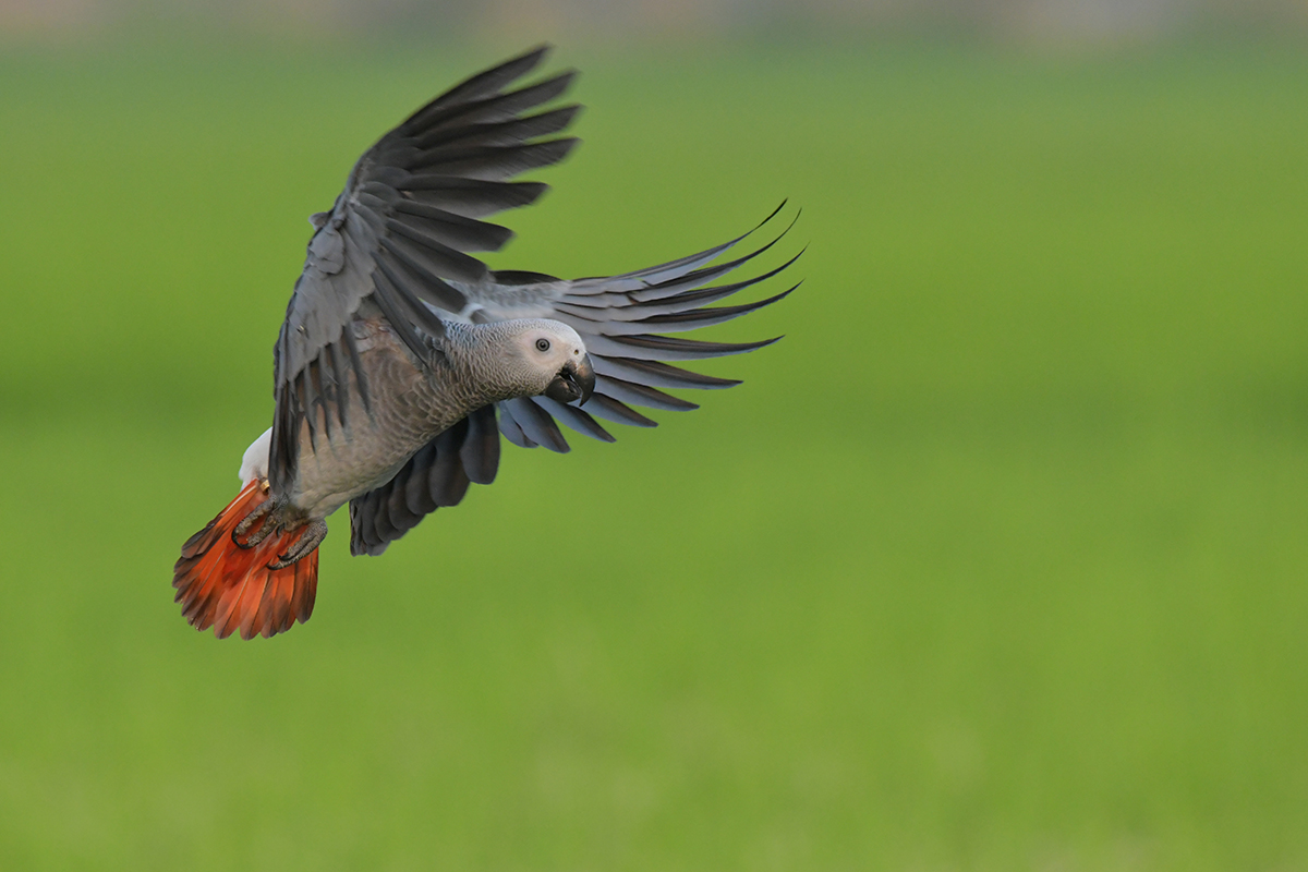 African grey parrot in flight.
