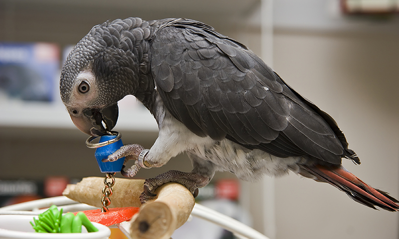 timneh-african-grey-parrot