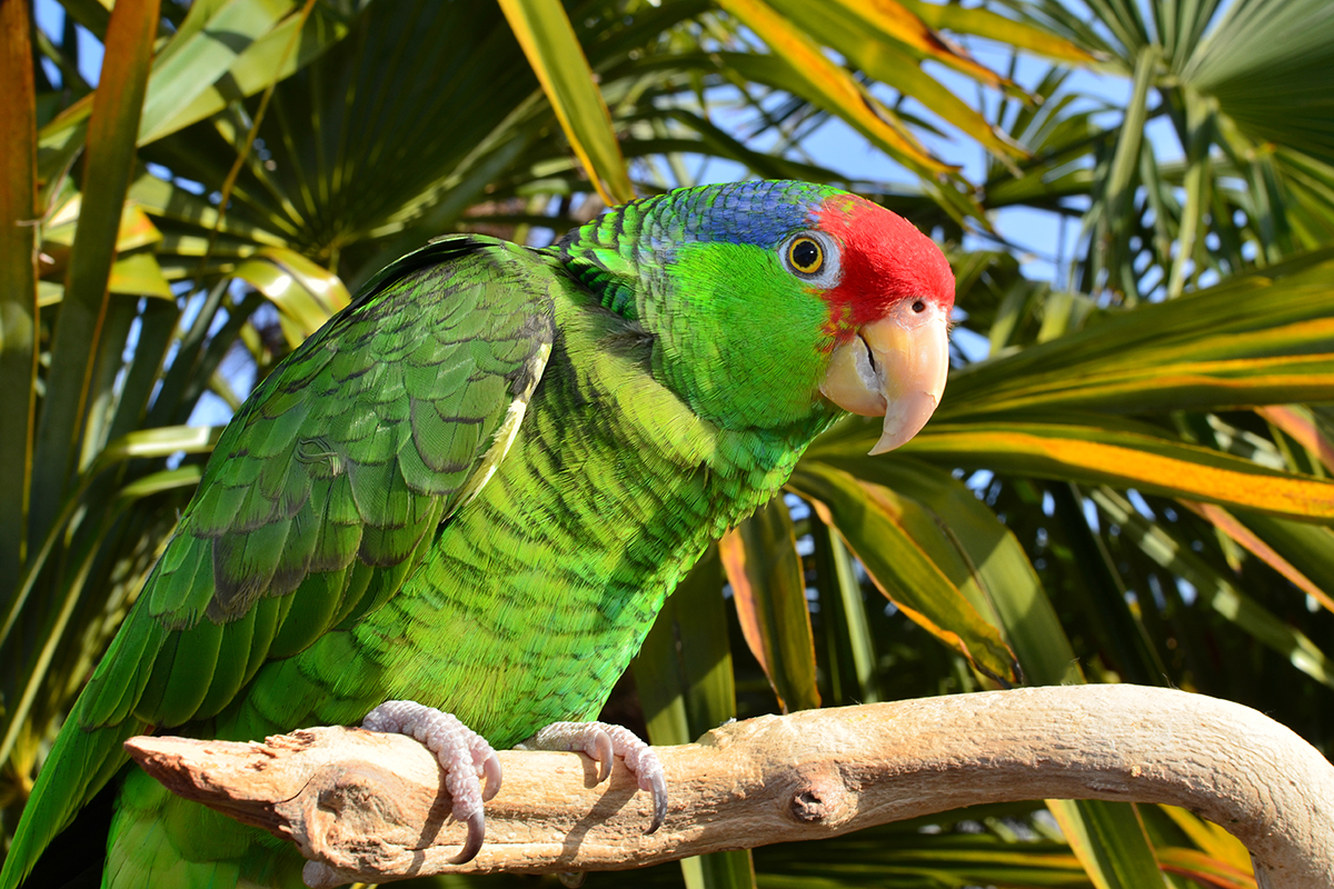 Red-headed Amazon parrot perched on a branch. 