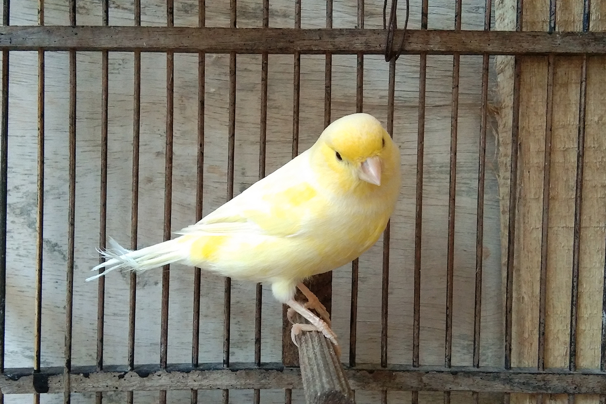 Canaries perched in an aviary. 