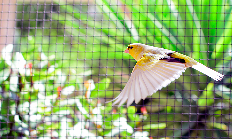 yellow-and-black-canary-flying-across-aviary