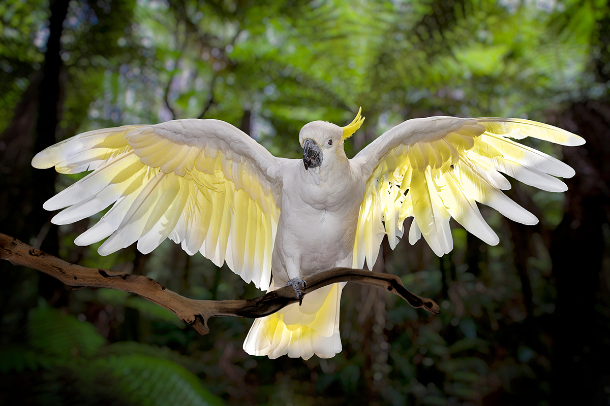 Sulfur-crested cockatoo with wings spread perched on a branch. 