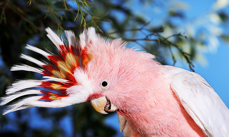 moluccan-salmon-crested-cockatoo