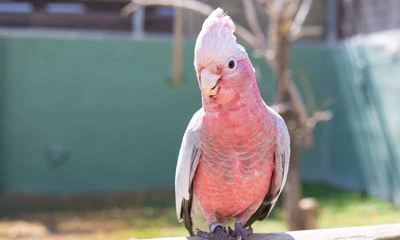 rose-breasted-galah-cockatoo