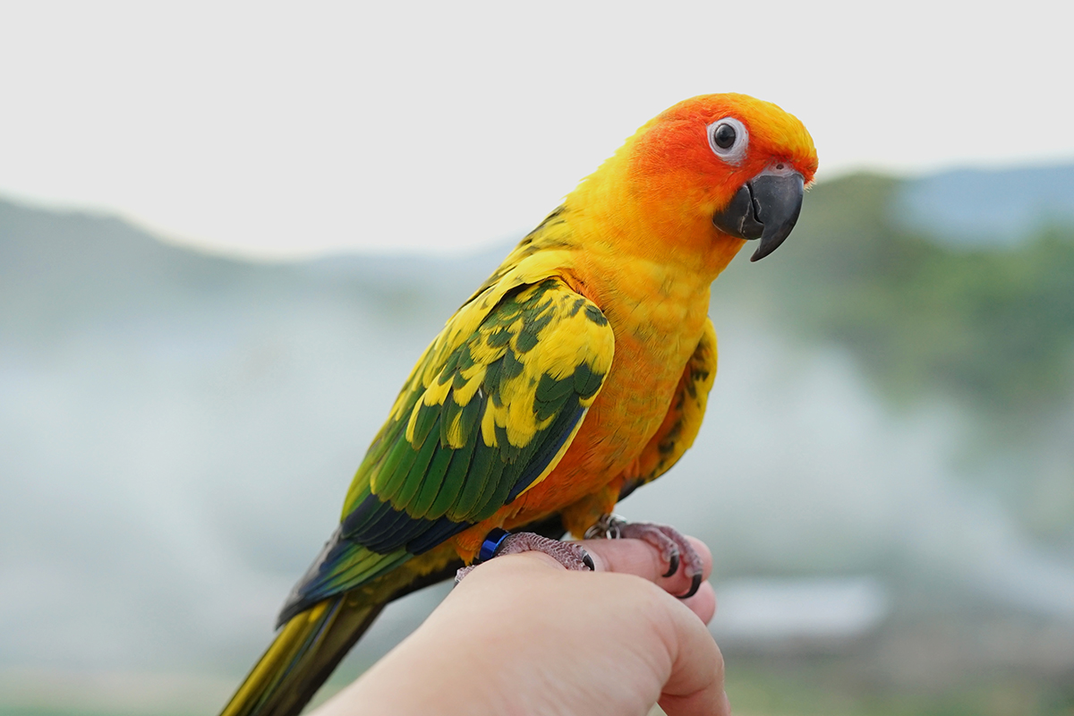 Sun conure perched on a hand. 