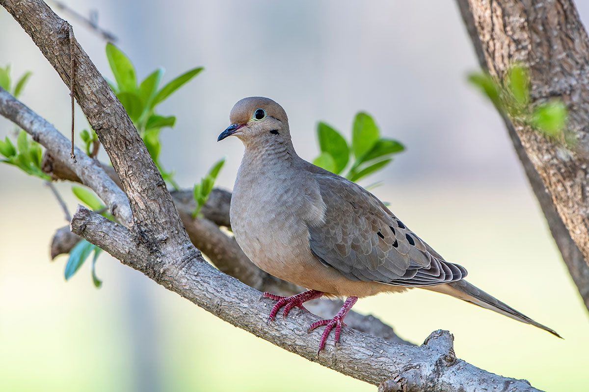 Mourning dove resting on budding branch. 