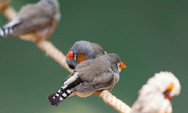 do-pet-finches-like-toys