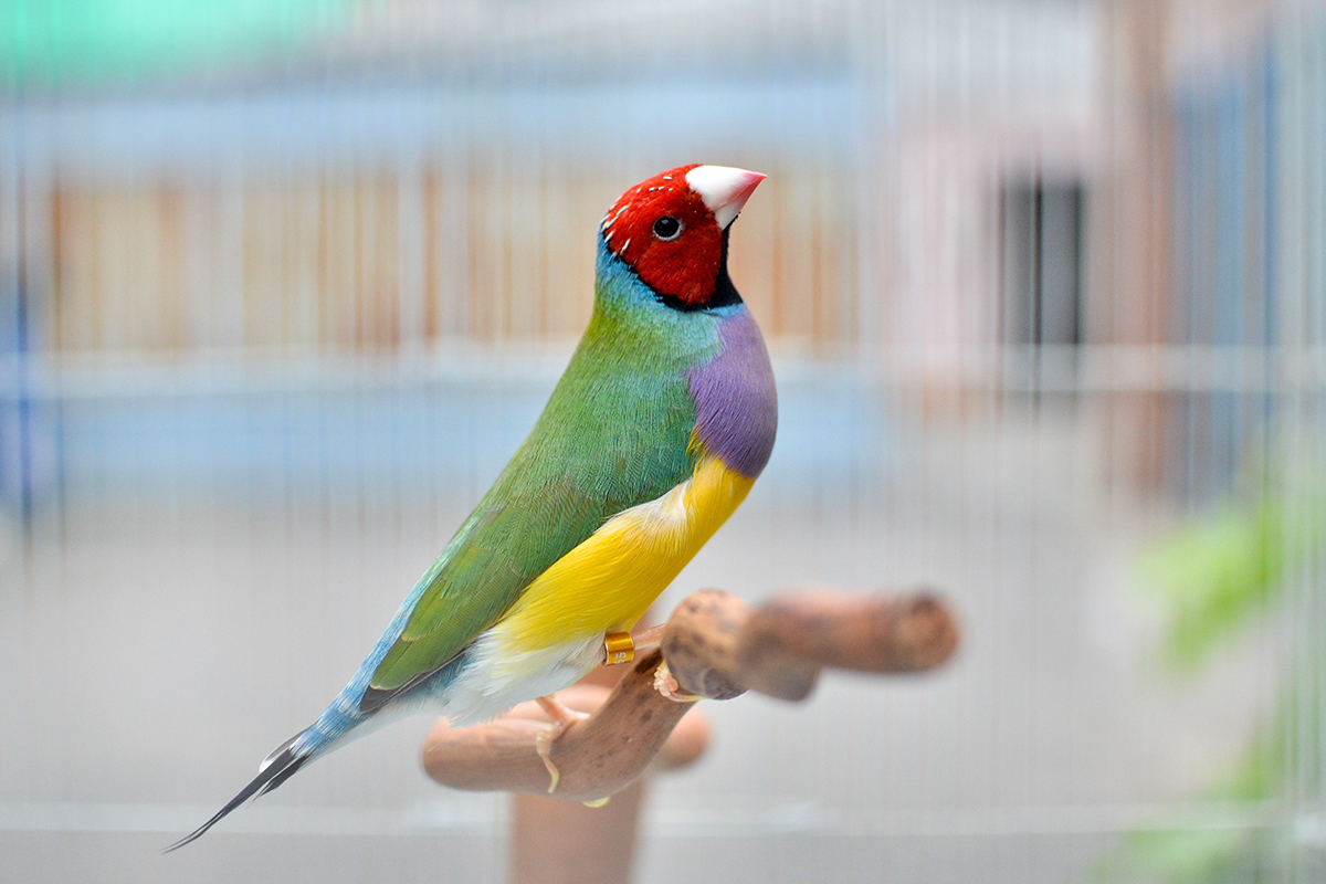 Gouldian finch sitting on perch in aviary.