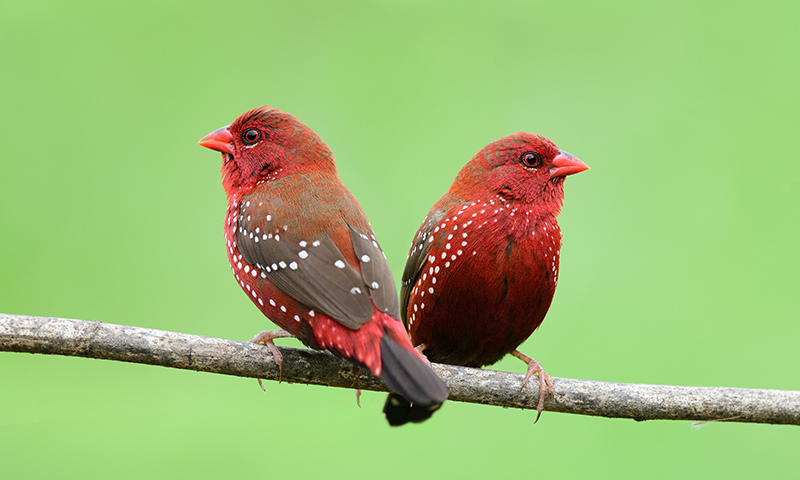 what-colors-are-pet-finches