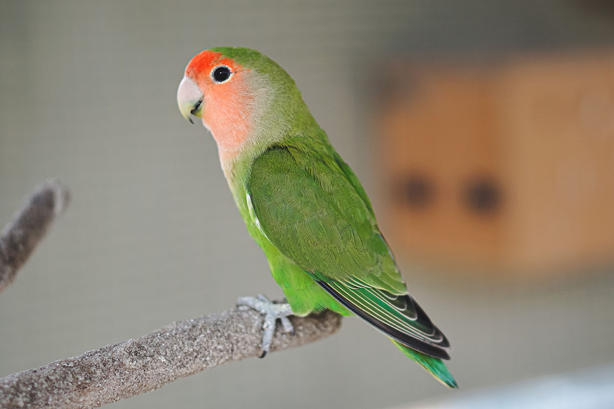 A peach-faced lovebird perched on a branch.  