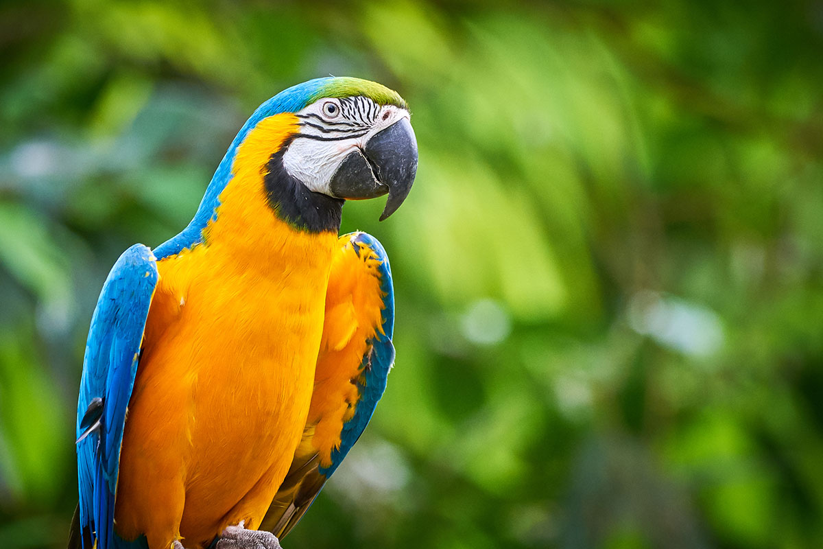 Close up of a Blue-and-gold macaw. 