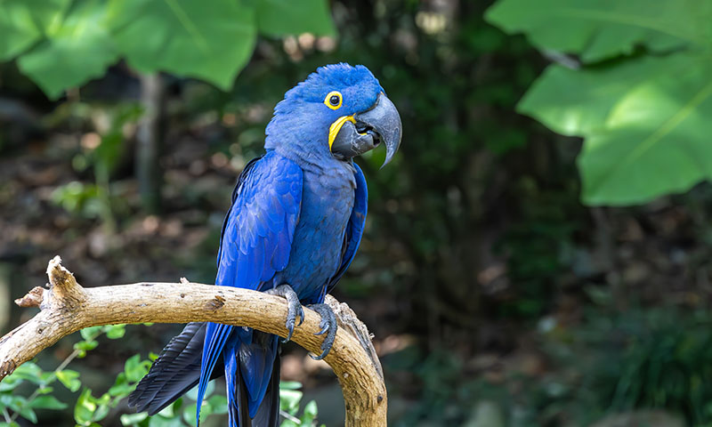how-big-do-macaws-get
