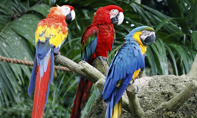 what-colors-are-macaws