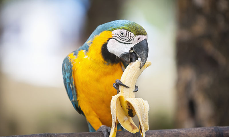 what-do-i-feed-my-pet-macaw