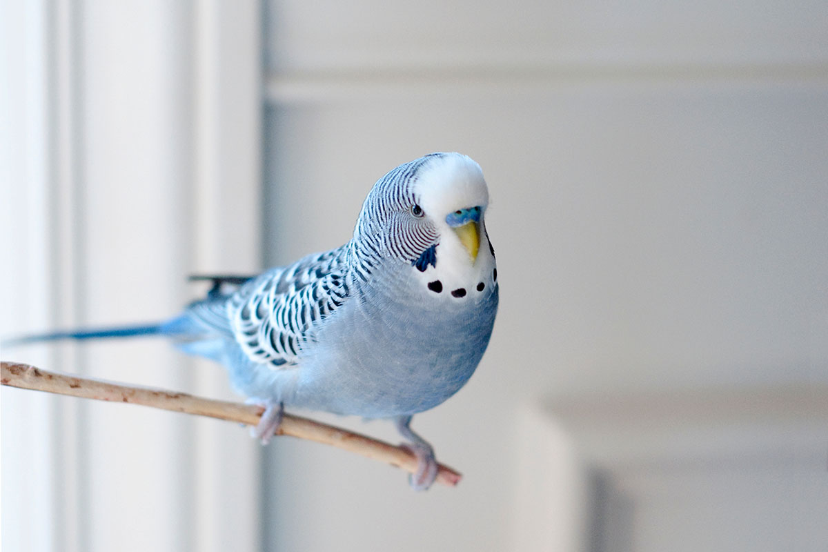A light blue parakeet perched on a branch in a home. 