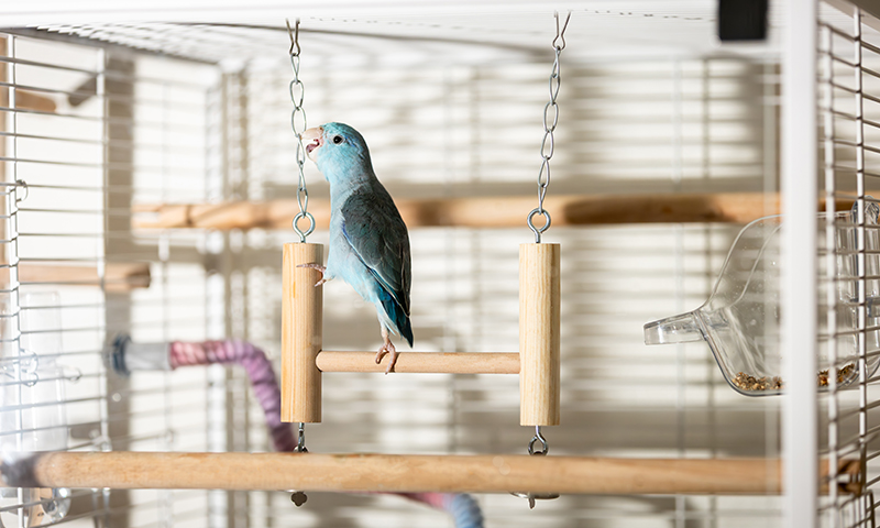 do-parrots-like-toys