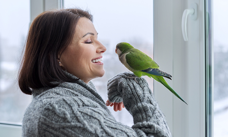 how-do-i-bond-with-my-parrot